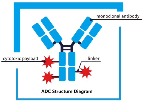 ADC Structure Diagram